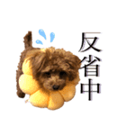 Hi！ Komame:)（個別スタンプ：15）