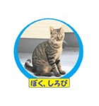 しろぴ 2（個別スタンプ：1）