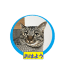 しろぴ 2（個別スタンプ：2）