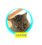 しろぴ 2（個別スタンプ：3）