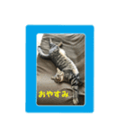しろぴ 2（個別スタンプ：5）