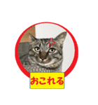 しろぴ 2（個別スタンプ：6）
