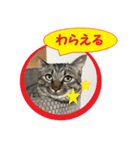 しろぴ 2（個別スタンプ：7）