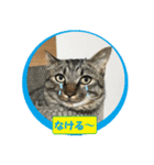 しろぴ 2（個別スタンプ：8）