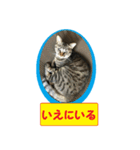 しろぴ 2（個別スタンプ：12）