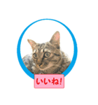 しろぴ 2（個別スタンプ：16）