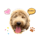 Labradoodle ラブラドゥードル(ラテ)（個別スタンプ：1）