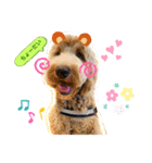 Labradoodle ラブラドゥードル(ラテ)（個別スタンプ：2）