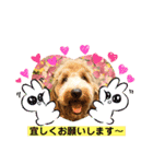 Labradoodle ラブラドゥードル(ラテ)（個別スタンプ：4）