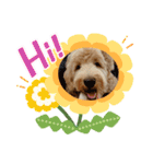 Labradoodle ラブラドゥードル(ラテ)（個別スタンプ：5）