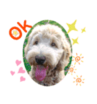 Labradoodle ラブラドゥードル(ラテ)（個別スタンプ：6）