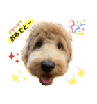 Labradoodle ラブラドゥードル(ラテ)（個別スタンプ：7）