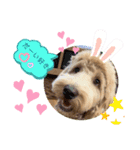 Labradoodle ラブラドゥードル(ラテ)（個別スタンプ：8）