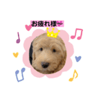 Labradoodle ラブラドゥードル(ラテ)（個別スタンプ：9）