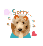 Labradoodle ラブラドゥードル(ラテ)（個別スタンプ：10）
