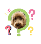 Labradoodle ラブラドゥードル(ラテ)（個別スタンプ：11）