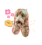 Labradoodle ラブラドゥードル(ラテ)（個別スタンプ：12）