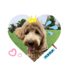 Labradoodle ラブラドゥードル(ラテ)（個別スタンプ：13）