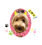 Labradoodle ラブラドゥードル(ラテ)（個別スタンプ：14）