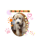 Labradoodle ラブラドゥードル(ラテ)（個別スタンプ：15）