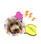Labradoodle ラブラドゥードル(ラテ)（個別スタンプ：16）