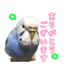 セキセイインコ (ブルー) 2（個別スタンプ：1）