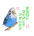 セキセイインコ (ブルー) 2（個別スタンプ：4）