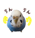 セキセイインコ (ブルー) 2（個別スタンプ：12）