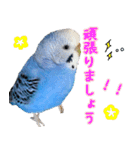 セキセイインコ (ブルー) 2（個別スタンプ：13）