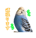 セキセイインコ (ブルー) 2（個別スタンプ：14）