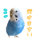 セキセイインコ (ブルー) 2（個別スタンプ：15）