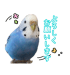 セキセイインコ (ブルー) 2（個別スタンプ：17）