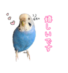 セキセイインコ (ブルー) 2（個別スタンプ：21）