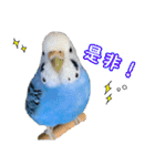 セキセイインコ (ブルー) 2（個別スタンプ：26）