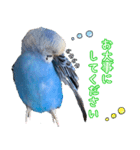 セキセイインコ (ブルー) 2（個別スタンプ：28）