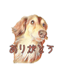 ウチのワンちゃん name:チョコ 2（個別スタンプ：1）