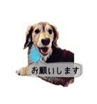 ウチのワンちゃん name:チョコ 2（個別スタンプ：2）