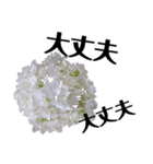 紫陽花を愛する人に送る 優しい相づち（個別スタンプ：1）