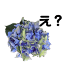 紫陽花を愛する人に送る 優しい相づち（個別スタンプ：3）