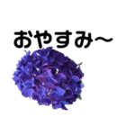 紫陽花を愛する人に送る 優しい相づち（個別スタンプ：4）
