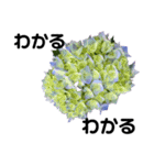 紫陽花を愛する人に送る 優しい相づち（個別スタンプ：7）