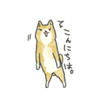 足袋模様の柴犬たびこ（個別スタンプ：2）