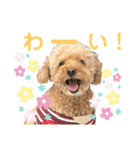 トイ・プードルのチェリー2（個別スタンプ：2）