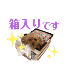 トイ・プードルのチェリー2（個別スタンプ：9）