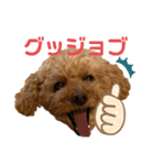 トイ・プードルのチェリー2（個別スタンプ：12）