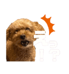 トイ・プードルのチェリー2（個別スタンプ：25）