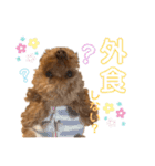 トイ・プードルのチェリー2（個別スタンプ：33）