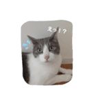 かわいい猫ちゃんのスタンプ！（個別スタンプ：1）