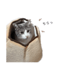 かわいい猫ちゃんのスタンプ！（個別スタンプ：4）