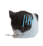 かわいい猫ちゃんのスタンプ！（個別スタンプ：5）